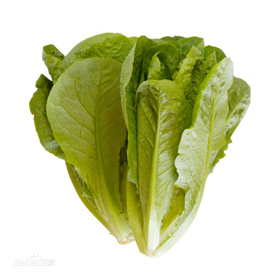 Roman Lettuce